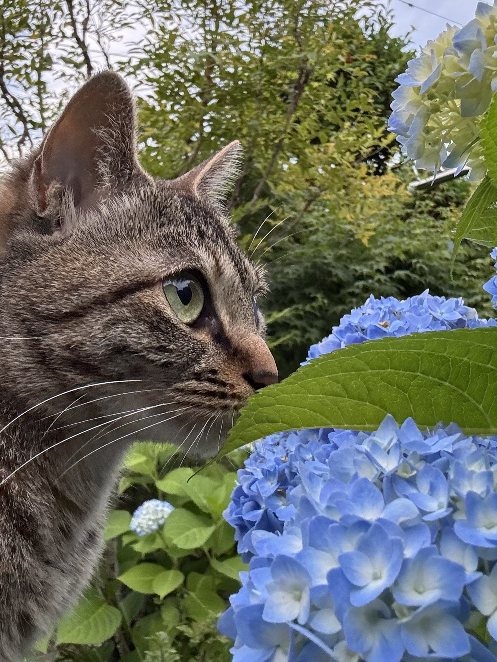 画像の説明 画像の説明